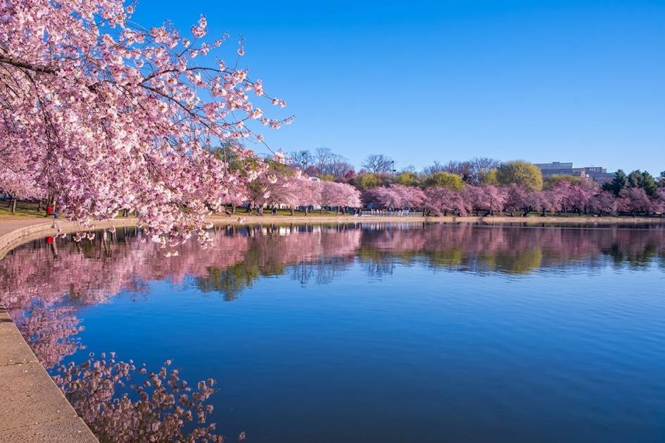 Тошкентда Миллий дендрология боғи барпо этилиб, унда сунъий кўл ва сакура боғи бўлади